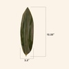 image:imageBambooMN Bamboo Leaves for Cooking Zongzi Banana Leaf Alternative GrillingBarbeque Natural Boiling Bags  1225 x 35 Inches  100 pack100 Leaves