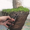 image:imageBambooMN 75 Root Cutter Tool  10 PiecesRoot Cutter
