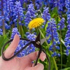 image:imageBambooMN Bonsai 7 Heavy Duty Butterfly Shear  1 Piece5 Butterfly Shear