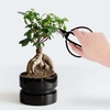 image:imageBambooMN Bonsai 7 Heavy Duty Butterfly Shear  1 Piece5 Butterfly Shear