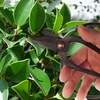 image:imageBambooMN Bonsai 7 Heavy Duty Butterfly Shear  1 Piece7 Heavy Duty Butterfly Shear