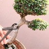 image:imageBambooMN Bonsai 7 Heavy Duty Butterfly Shear  1 Piece8 Concave Cutter
