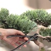 image:imageBambooMN Bonsai 7 Heavy Duty Butterfly Shear  1 PieceConcave Cutter  Knob Cutter Set