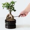 image:imageBambooMN Bonsai Tool Kit 5pc Basic Care Set  1 Set1pc Root Pick set