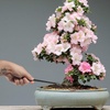 image:imageBambooMN Bonsai Tool Kit 5pc Basic Care Set  1 Set5pc Basic Care Set