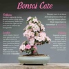 image:imageBambooMN Bonsai Tool Kit 5pc Basic Care Set  1 Set6 Bonsai Scissors
