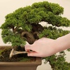 image:imageBambooMN Bonsai Tool Kit 5pc Basic Care Set  1 SetTree Pruning Starter Tool Kit