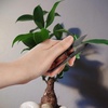 image:imageBambooMN Bonsai Tree Pruning Trimming Starter Tool Kit  Leaf Trimmers and Bamboo Rake  1 Set