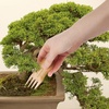 image:imageBambooMN Bonsai Tree Pruning Trimming Starter Tool Kit  Leaf Trimmers and Bamboo Rake  1 Set