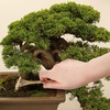image:imageBambooMN Bonsai Tree Pruning Trimming Starter Tool Kit  Leaf Trimmers and Bamboo Rake  1 Set
