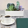 image:imageBambooMN Ceramic Succulent Pots  1 Pot  Short Rectangle  with Ceramic Tray  White  101White  Short Pot