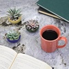 image:imageBambooMN Ice Crack Succulent Pots  6 Pots  Small Round  Assorted Colors  266 Color Small Pots