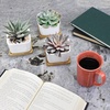 image:imageCeramic Succulent Planters Pots  3 Pots  Square  with Bamboo Trays  White  34White