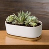 image:imageCeramic Succulent Pots  1 Pot  Short Oval Shaped  with Bamboo Tray  White  6311