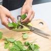image:imageUltimate Value Scissor Set for Kitchen and Craft Set 1 Set 5 ScissorsBay Leaf Green