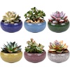 image:imageBambooMN Ice Crack Succulent Pots  6 Pots  Small Round  Assorted Colors  266 Color Small Pots