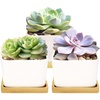 image:imageCeramic Succulent Planters Pots  3 Pots  Square  with Bamboo Trays  White  34White