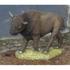 Buffalo - CA04218