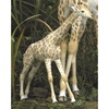 Giraffe - Freedom - CA03372