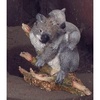 Koala with Cubs - CA04151