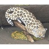 Leopard - CA04214