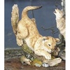 Lion Cub Stalking - CA03891