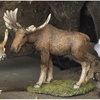 Moose - CA04253