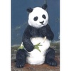 Panda - CA04254