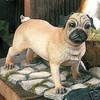 Pug - SM89030