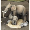 Elephant & Calf - CA03895