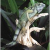 Iguana - CA04132