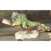 Iguana - CA04213