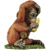 Orangutang - CA04779