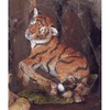 Tiger Cub Sleeping - CA03892