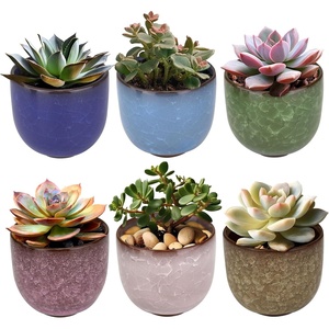 image:imageBambooMN Ice Crack Succulent Pots  6 Pots  Medium Round  Assorted Colors  256 Color Medium Pots