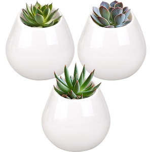 image:imageBambooMN Succulent Pots  3 WallMounted Planters  Tear Shape  White  33 DiameterWhite