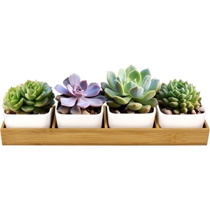 image:imageCeramic Succulent Flower Cactus Plant Pots  4 Pots  Square  with Bamboo Box  White  31White  4 Pots