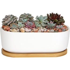image:imageCeramic Succulent Pots  1 Pot  Short Oval Shaped  with Bamboo Tray  White  6311