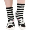 17 Zebra